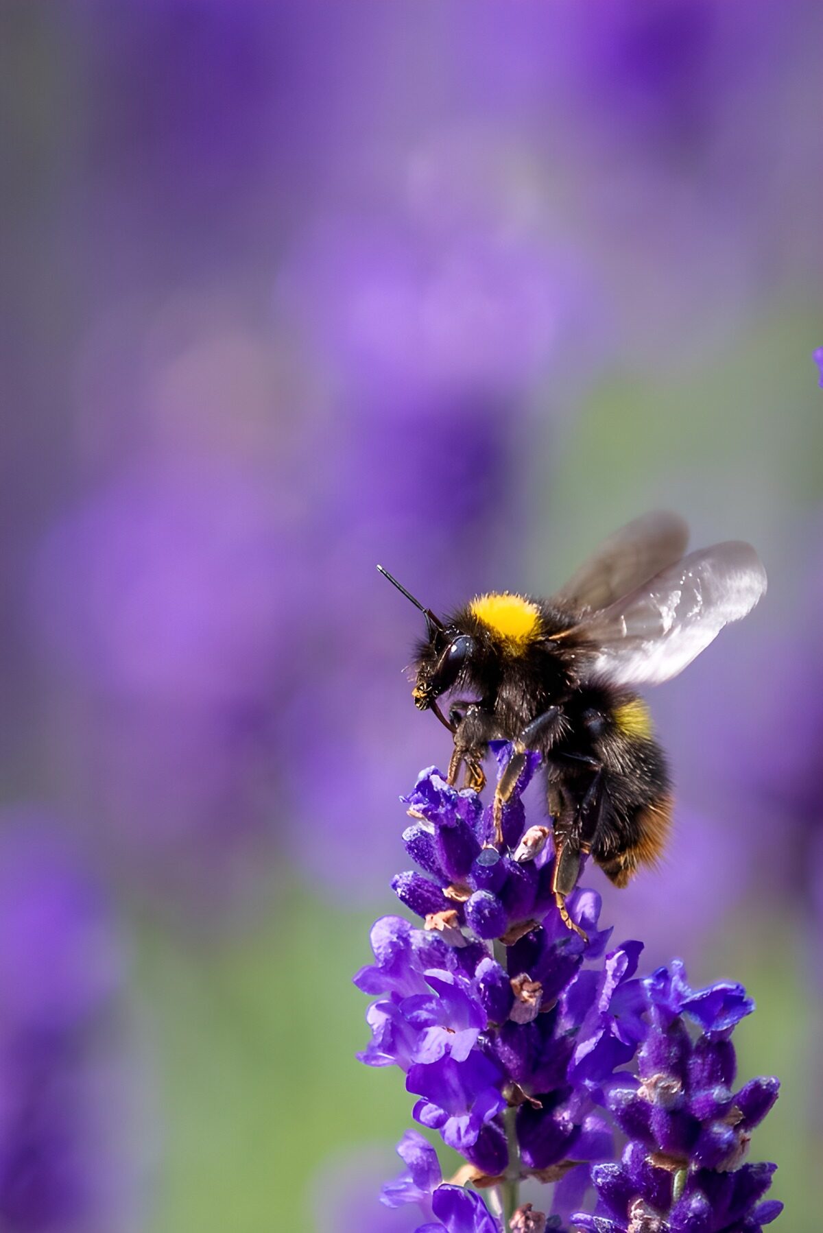 TP44660: Hommel op lavendel