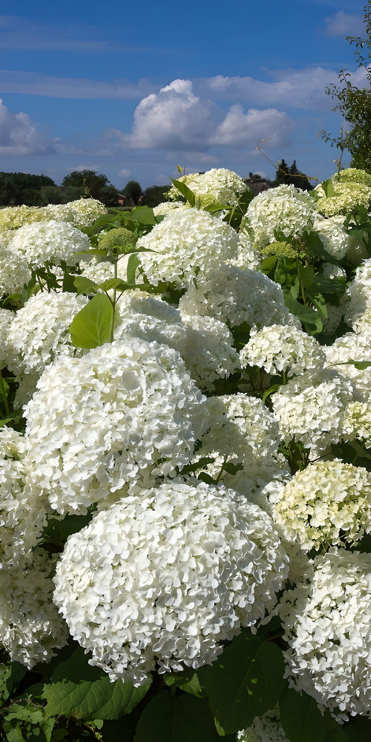 TP68554: Witte hortensia's onder een blauwe lucht