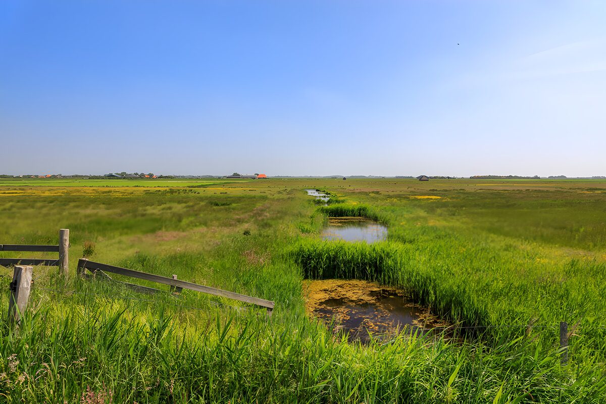 TP39083: Prachtig moeraslandschap onder blauwe lucht