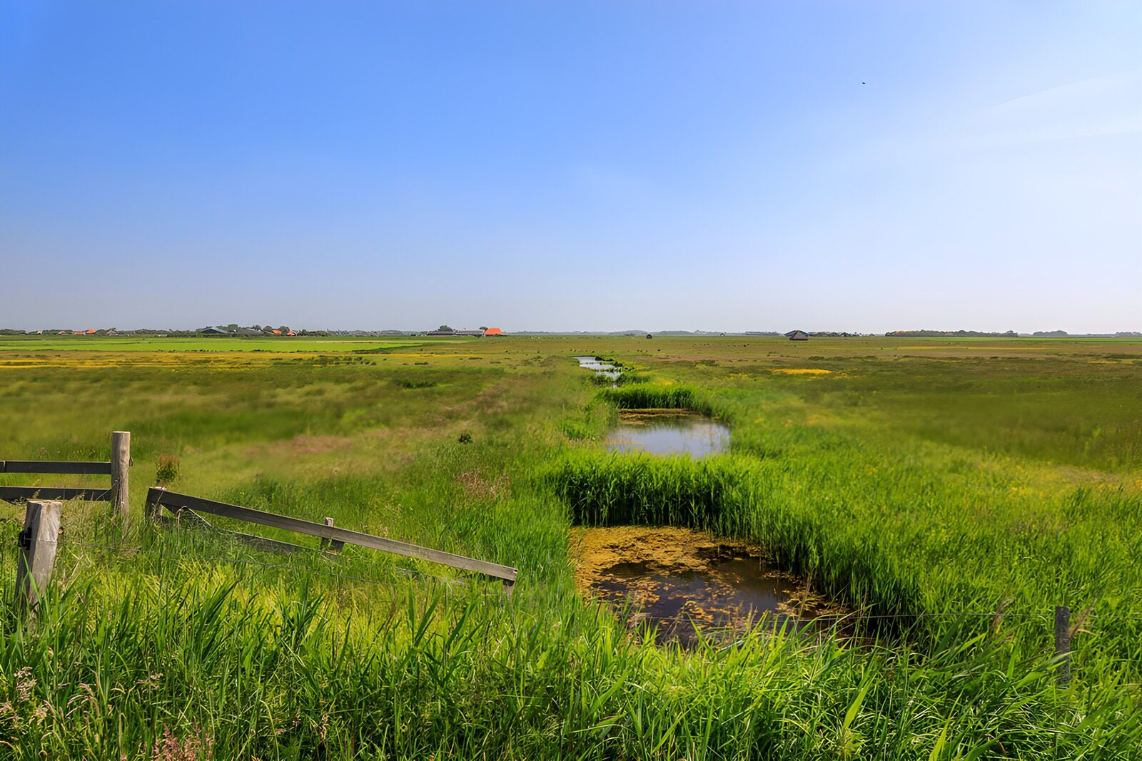 TP39083: Prachtig moeraslandschap onder blauwe lucht