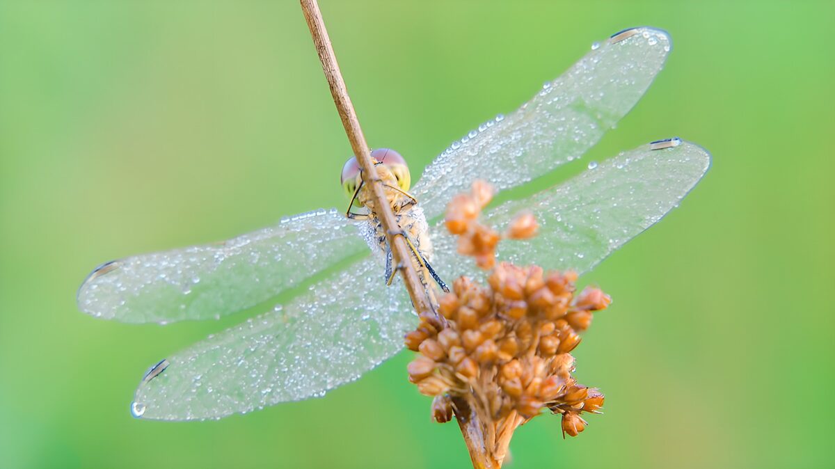 Libelle op stukje koren