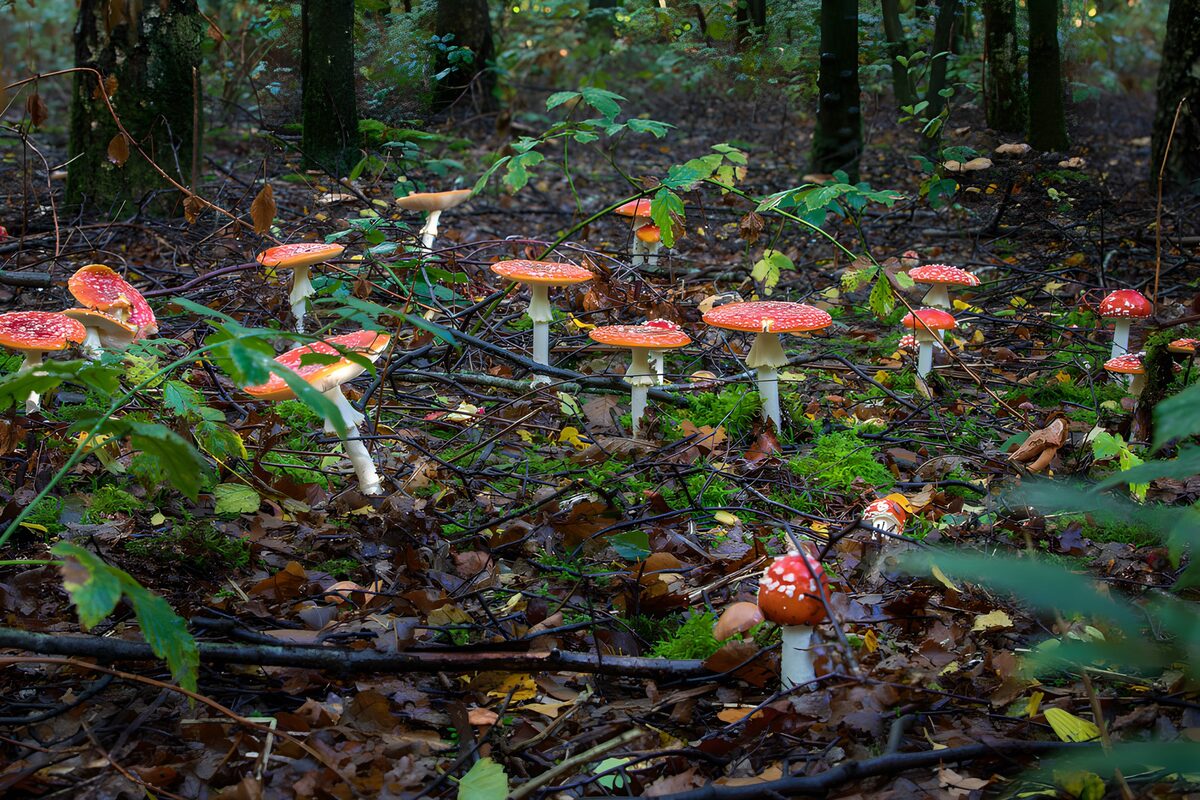 Magische vliegenzwammen in het bos