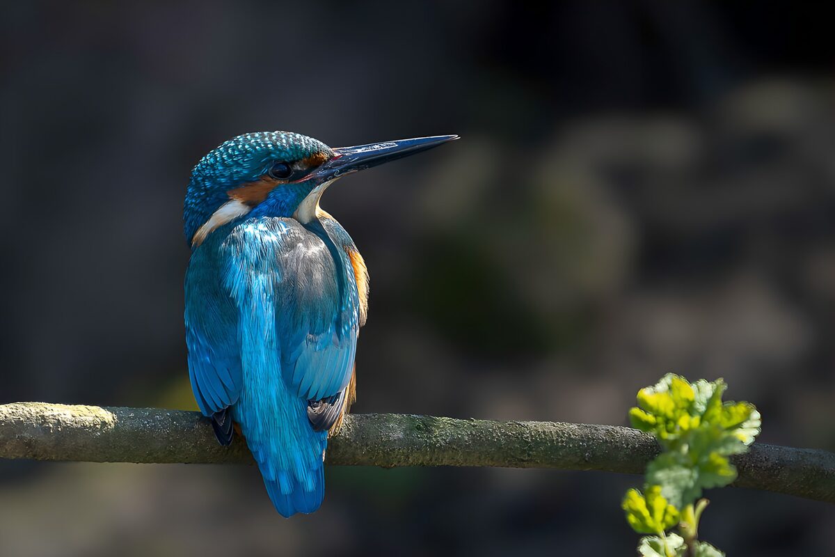 IJsvogel op een tak bij zonsopkomst