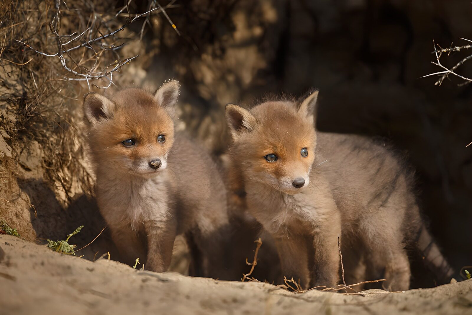 TP83463: Schattige vosjes in de natuur