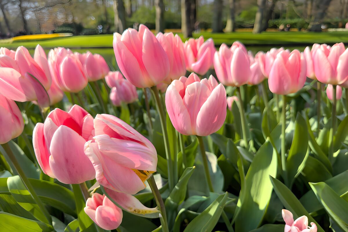 Prachtige Roze Tulpen in de Lente