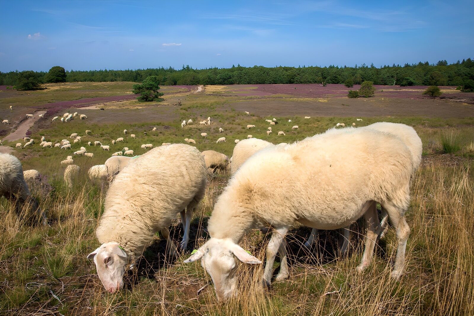 TP35936: Schapen in de heide onder blauwe lucht