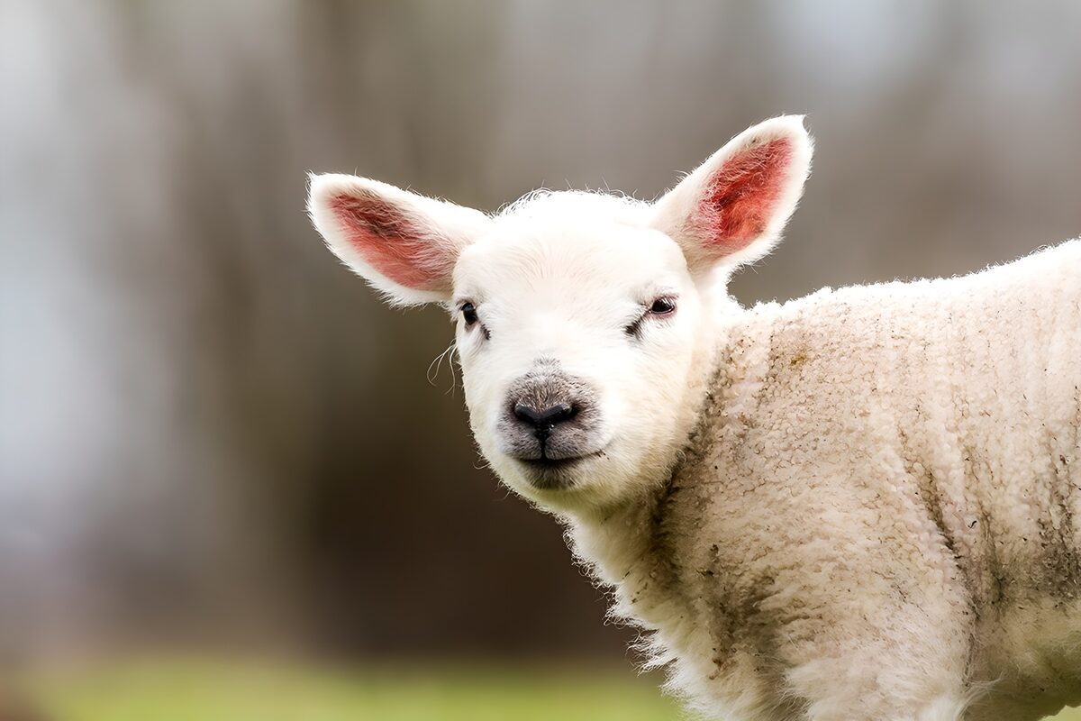Baby lam op de uitkijk