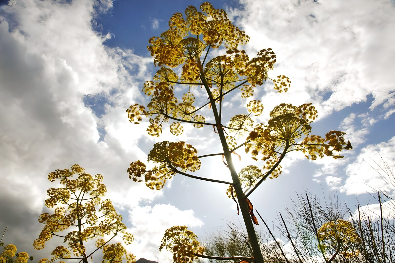 TP10552: Kruid in sky 