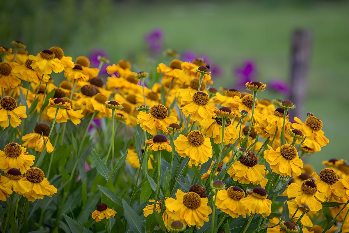 Stralende Gele Bloemen in de Zomer
