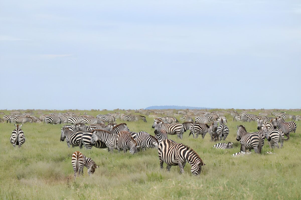 Uitgestrekte kudde zebra's in de natuur