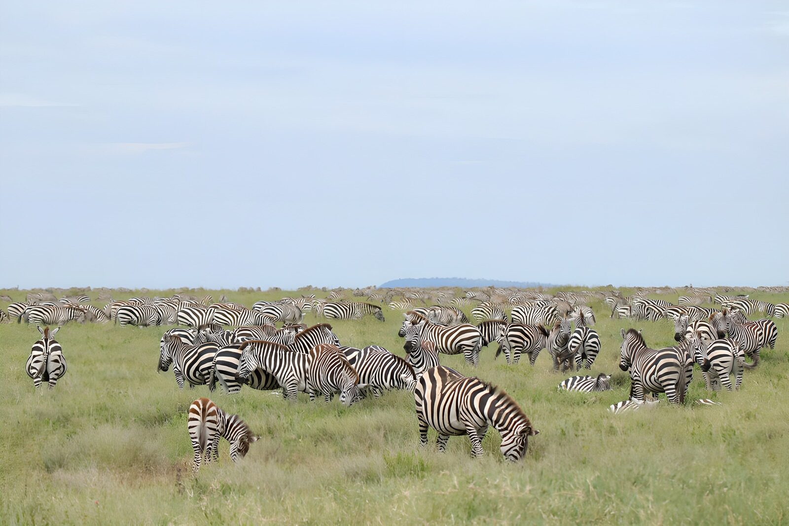 TP95637: Uitgestrekte kudde zebra's in de natuur