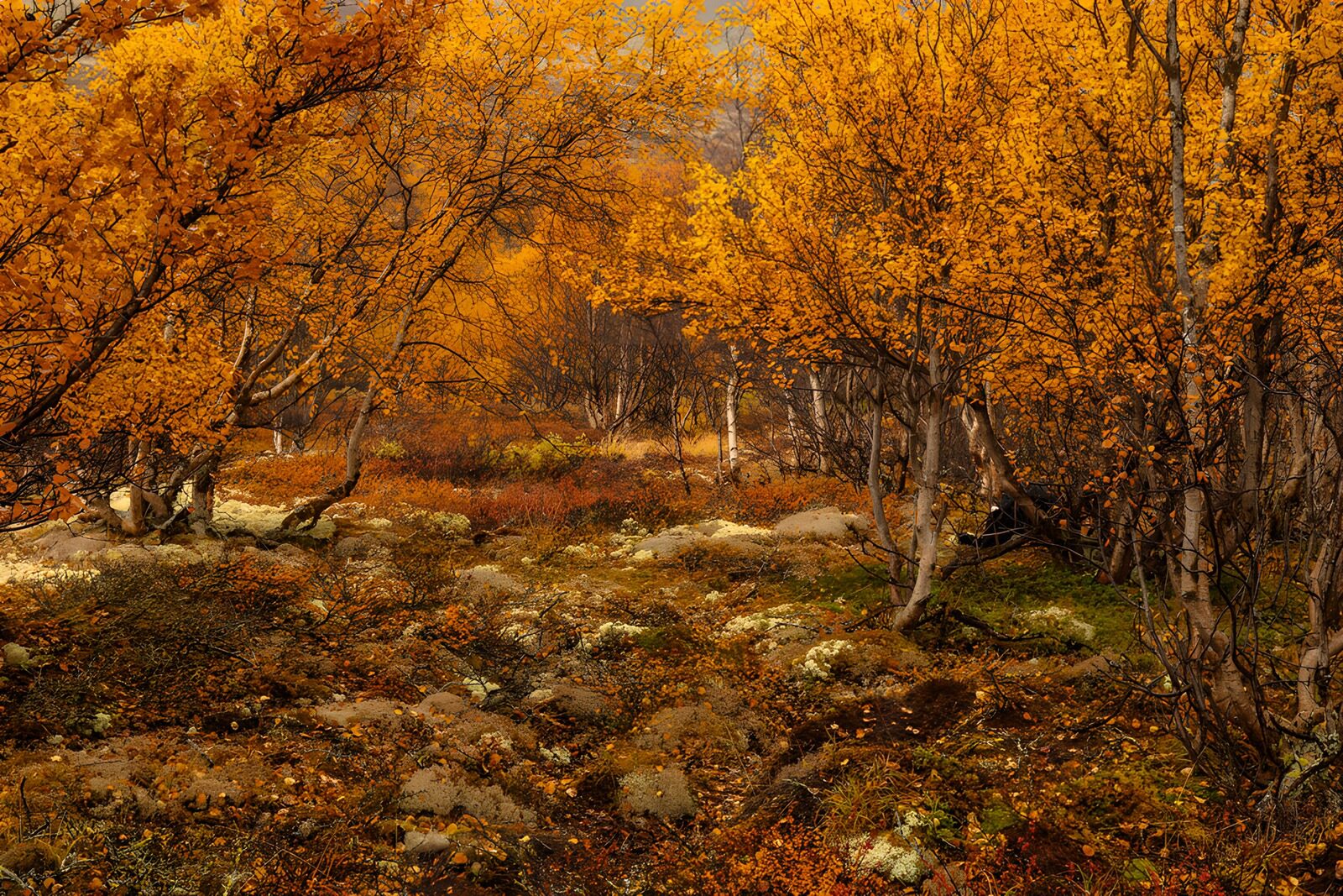 TP13712: Herfstlandschap met gouden bladeren
