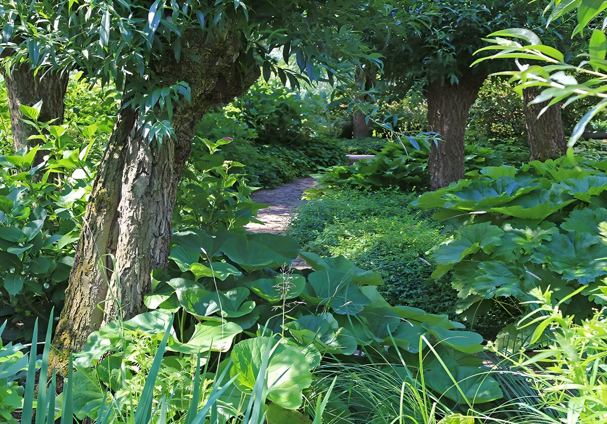 TP63246: Knotwilgen in tuin