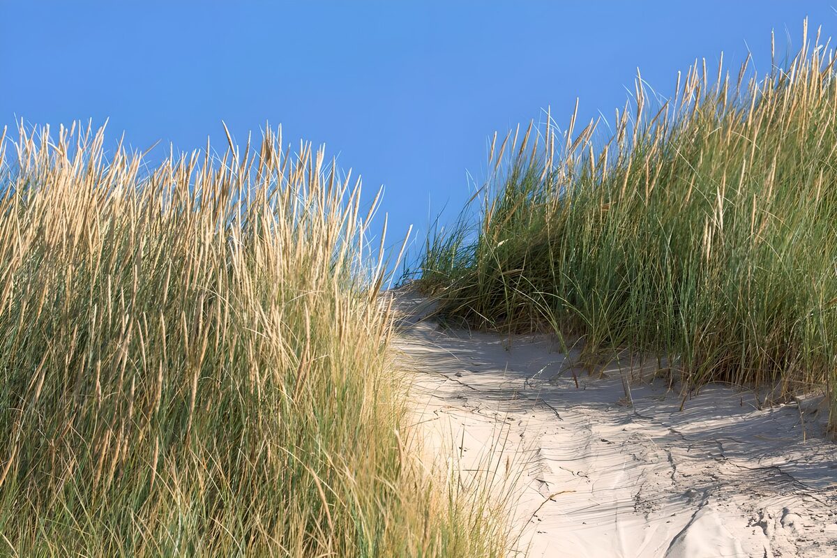 TP90041: Pad met helmgras door duinen