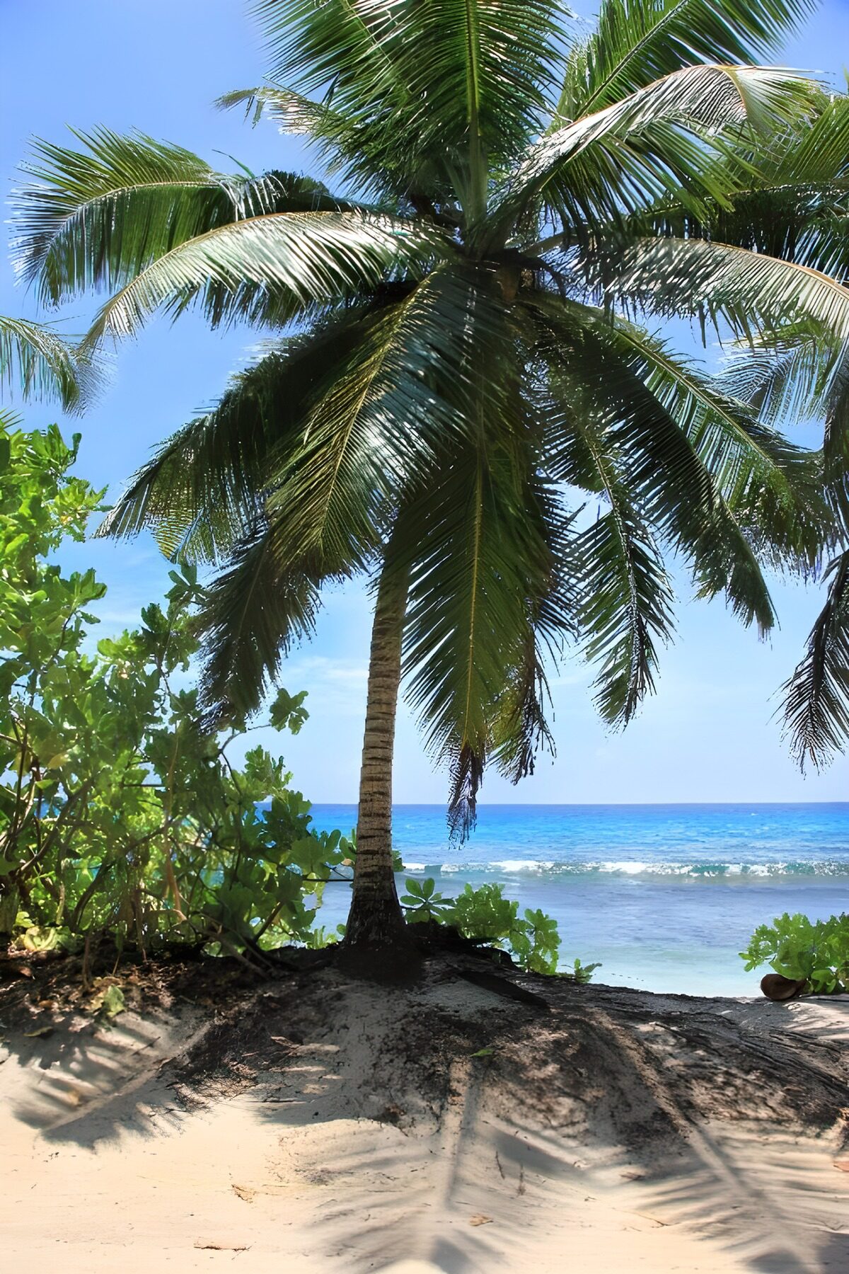 Tropisch paradijs met palmbomen