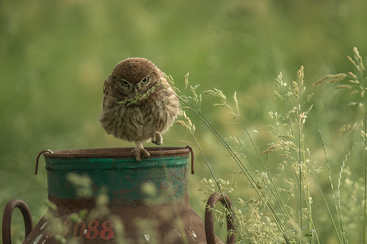 Schattige uil op een melkkruik