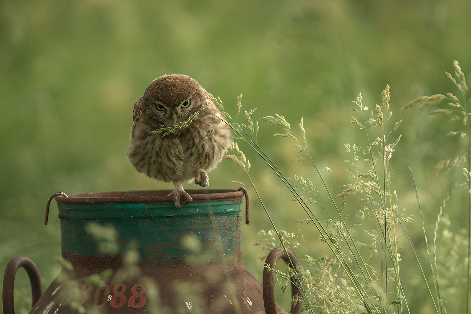 TP63296: Schattige uil op een melkkruik