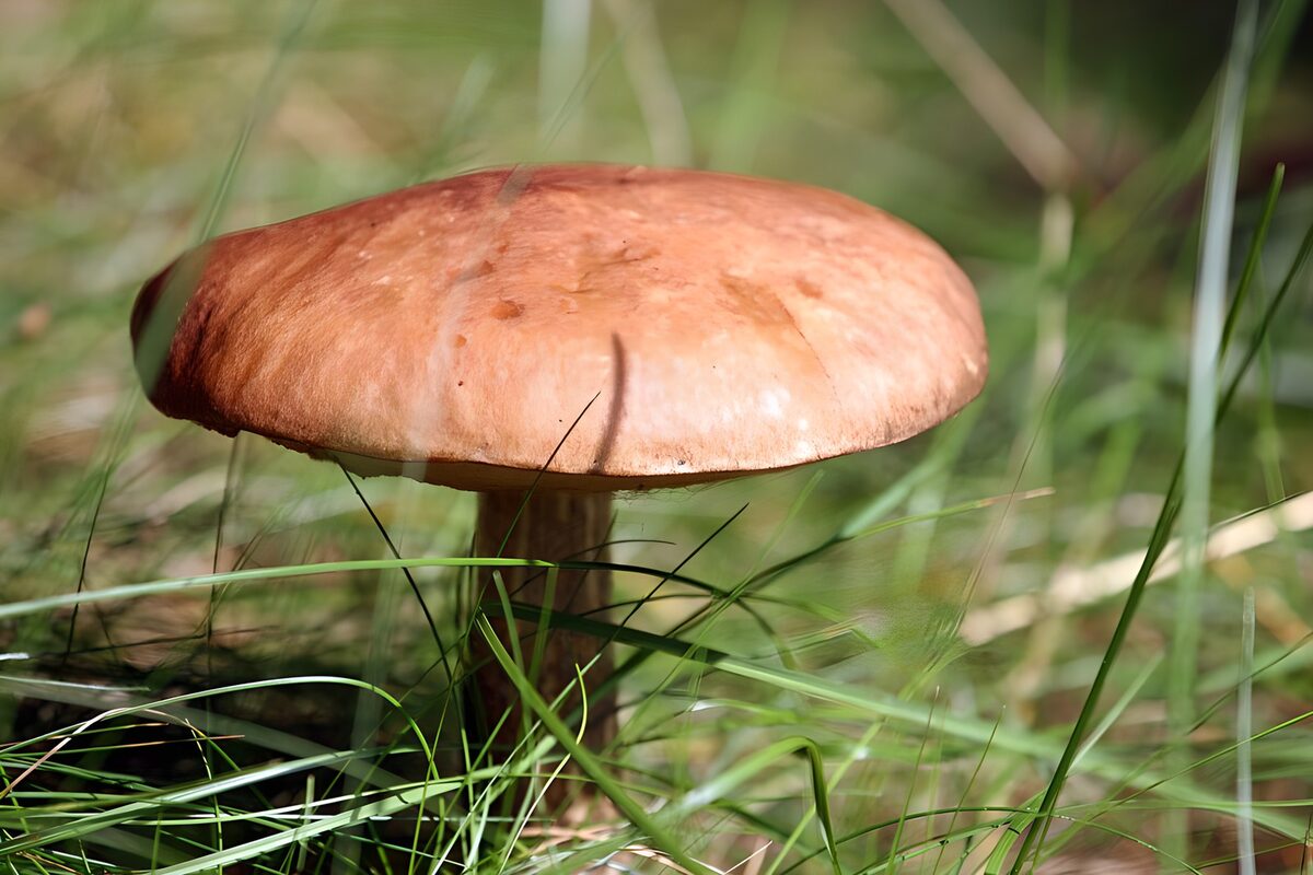 TP78310: Prachtige champignon in het gras