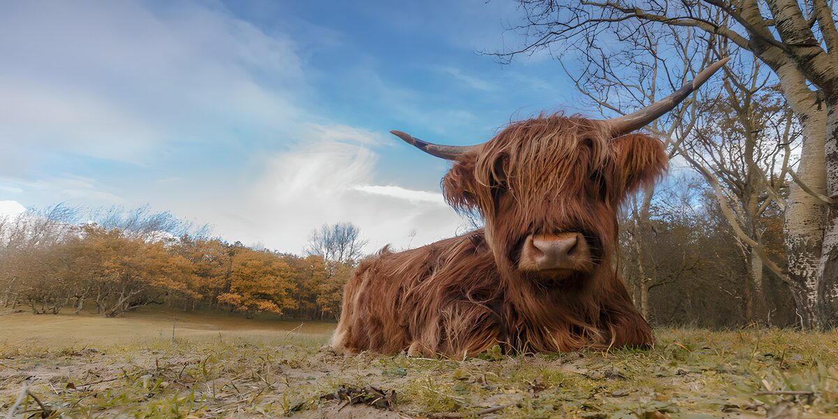 Schotse Hooglander in het Landschap