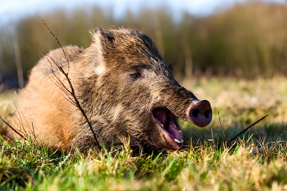 Kreunend Wildzwijn in de Natuur