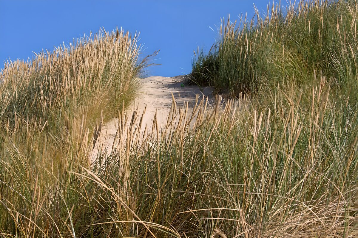 TP51546: Helmgras op duinen