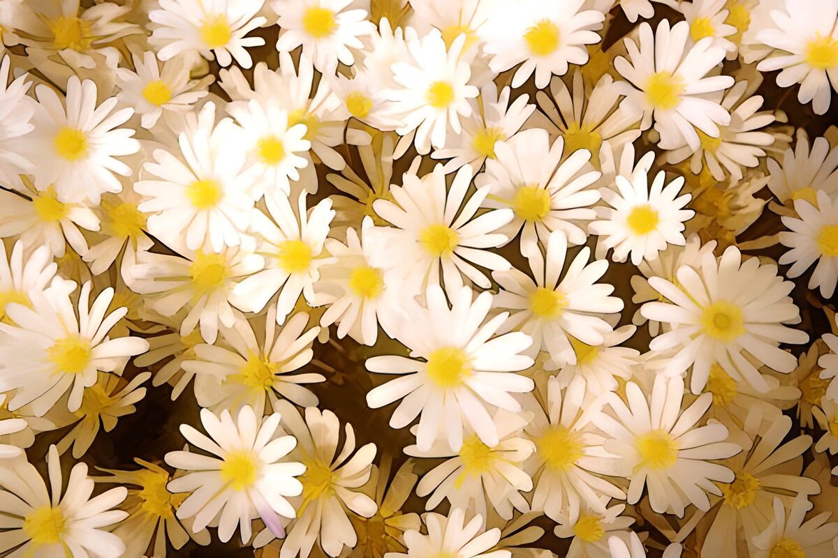 Witte margrieten