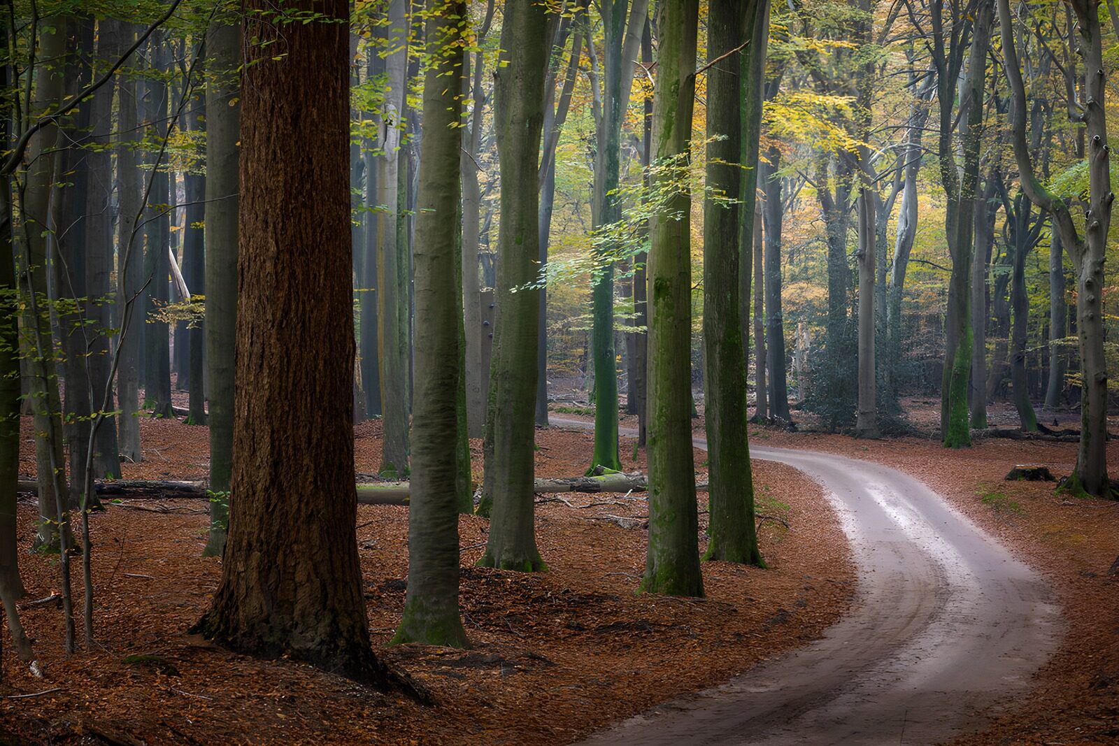 TP46372: Rustige bosweg in het herfstbos