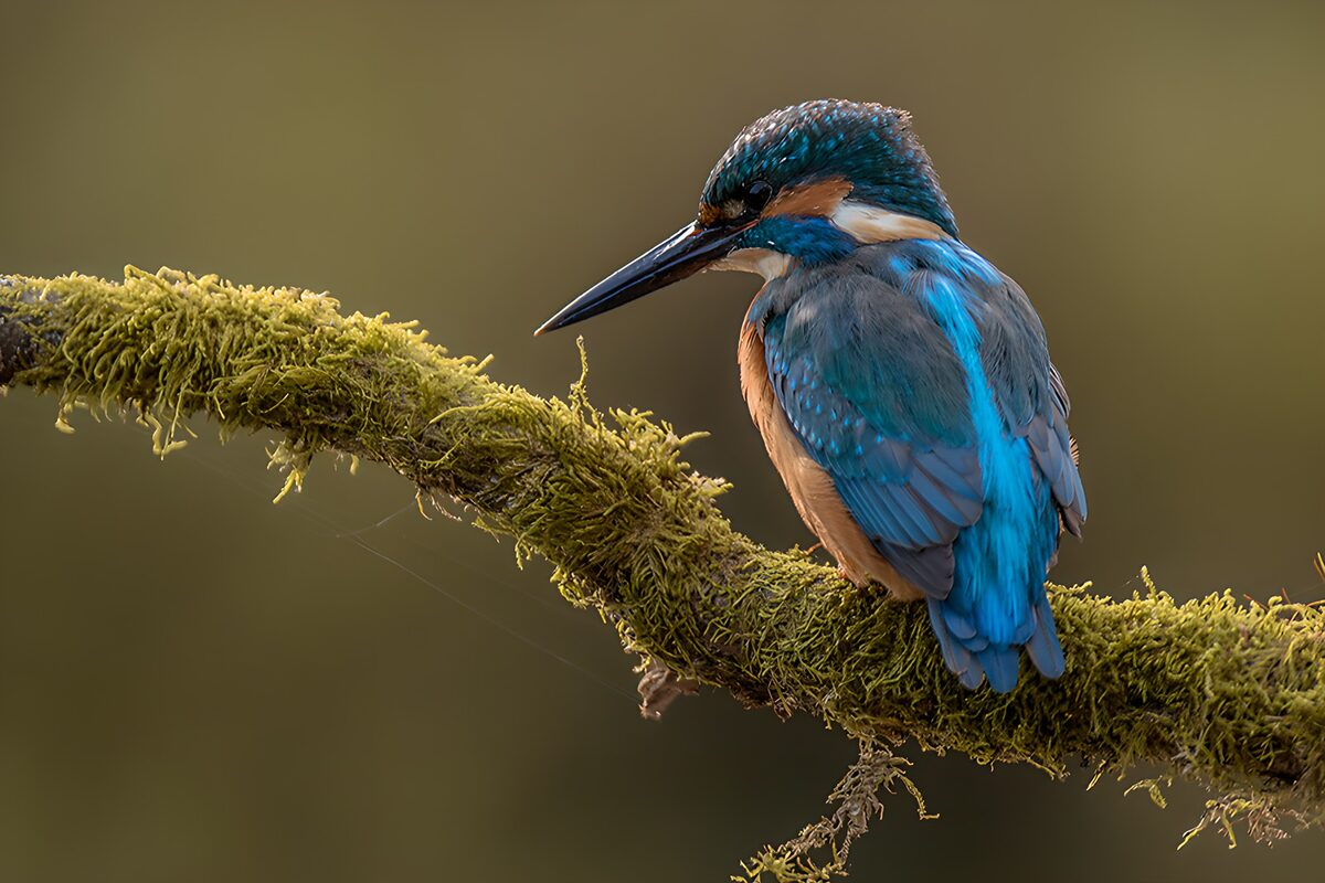 Bij de tak: een prachtige ijsvogel