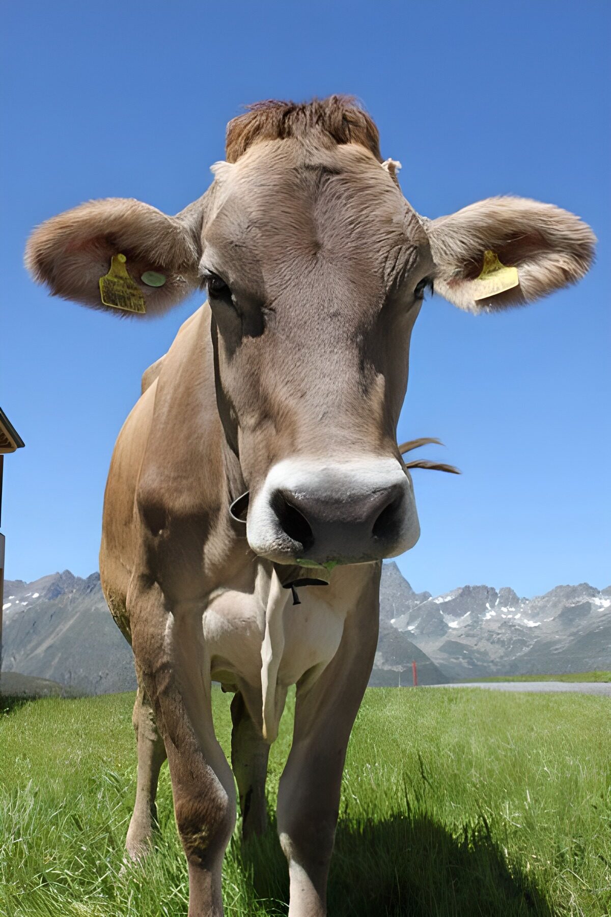 TP58945: Koe in de Oosterijkse Alpen