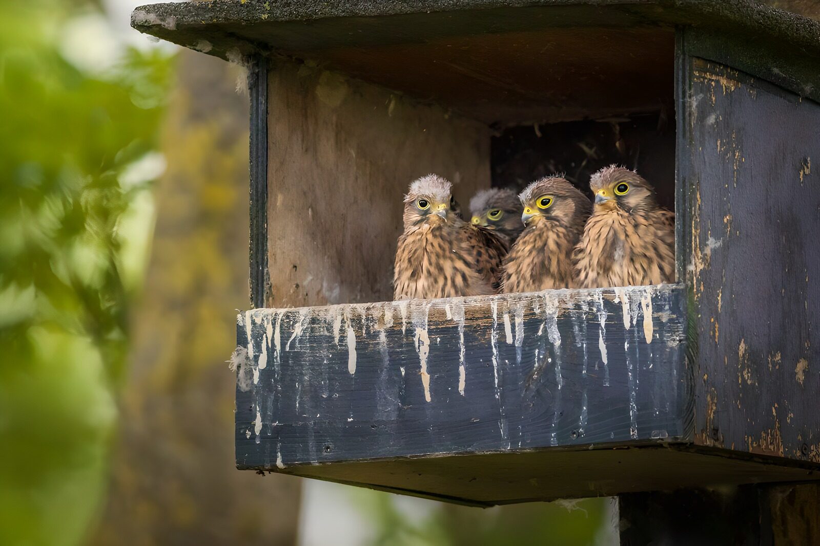 TP10848: Jongere torenvalken in hun nest