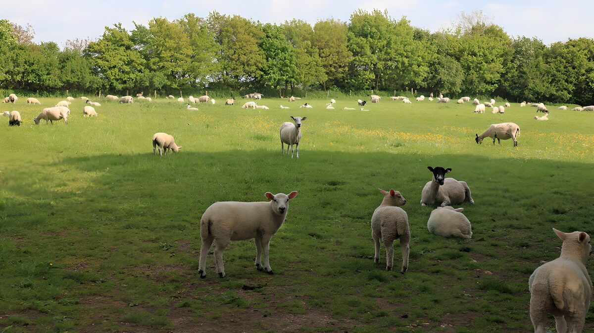 Schapen in een groene weide