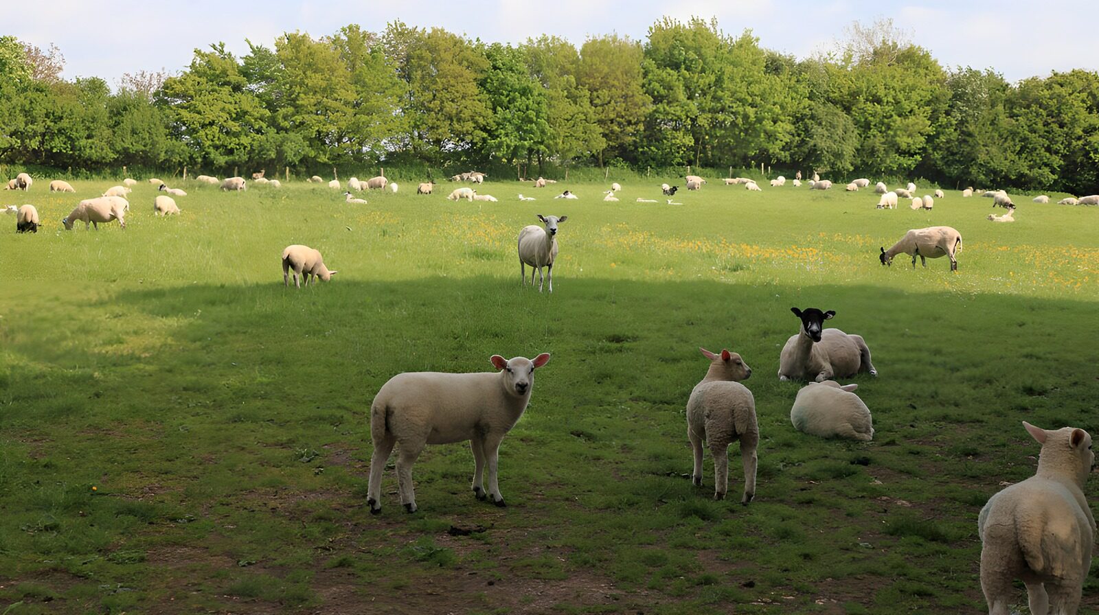 TP61592: Schapen in een groene weide