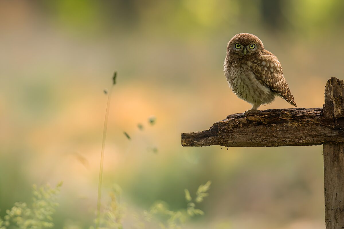 Kleine uil op een tak