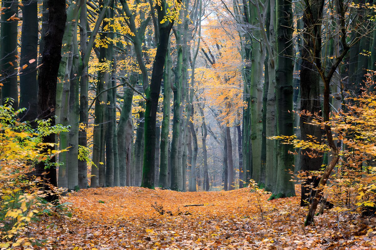 Herfstwandeling door het bos