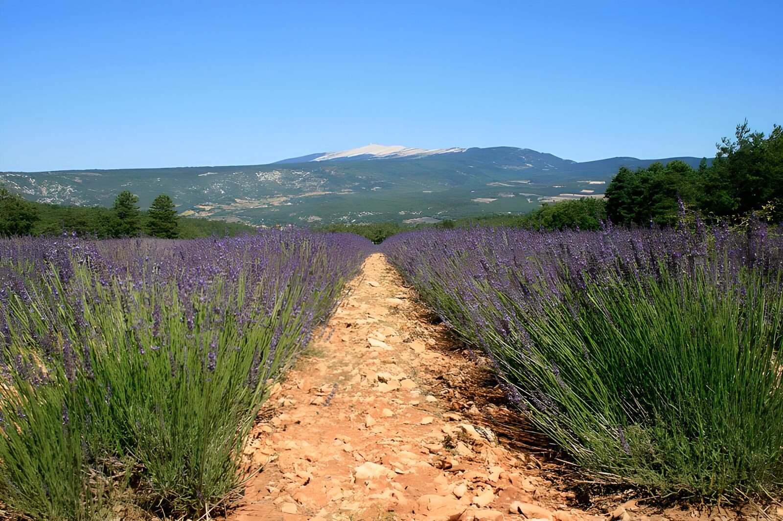 TP82526: Lavendel velden 7