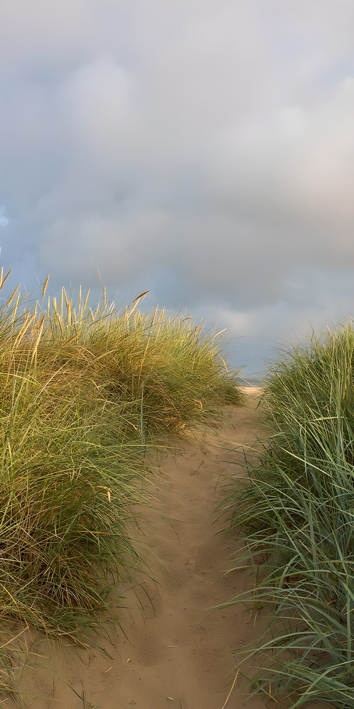 TP58504: Zandpad tussen duinen en gras