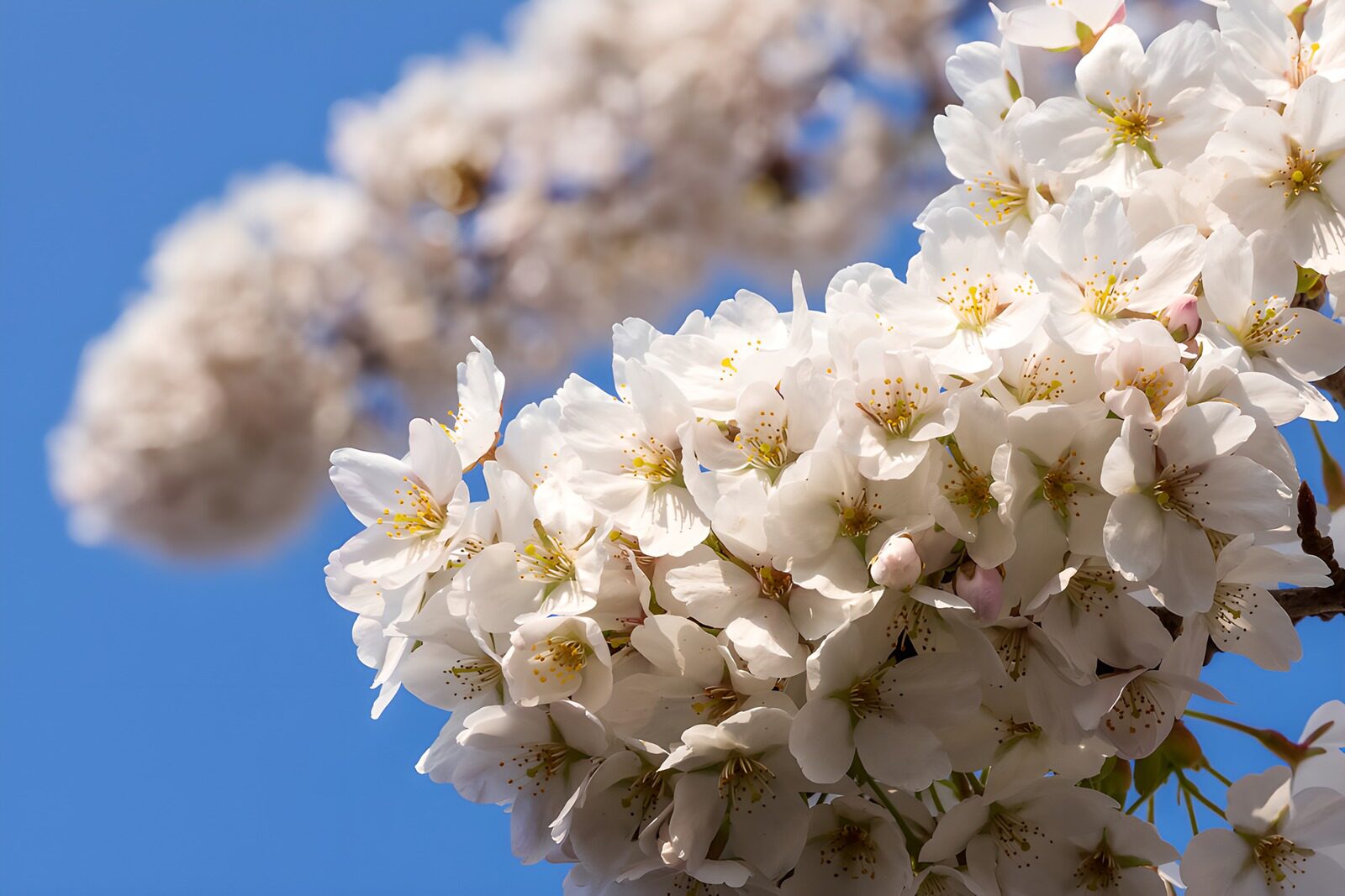 TP24677: Prachtige kersenbloesems in de lente