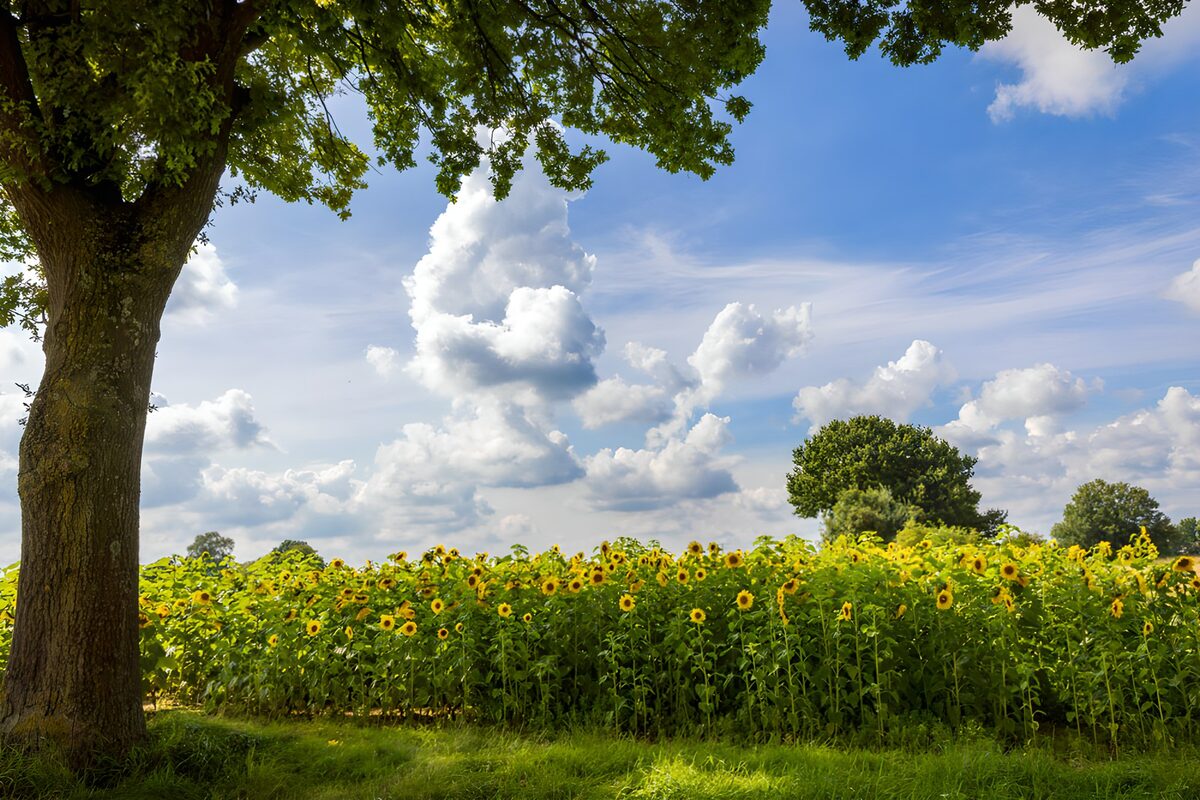 Zonnebloemen onder een blauwe lucht