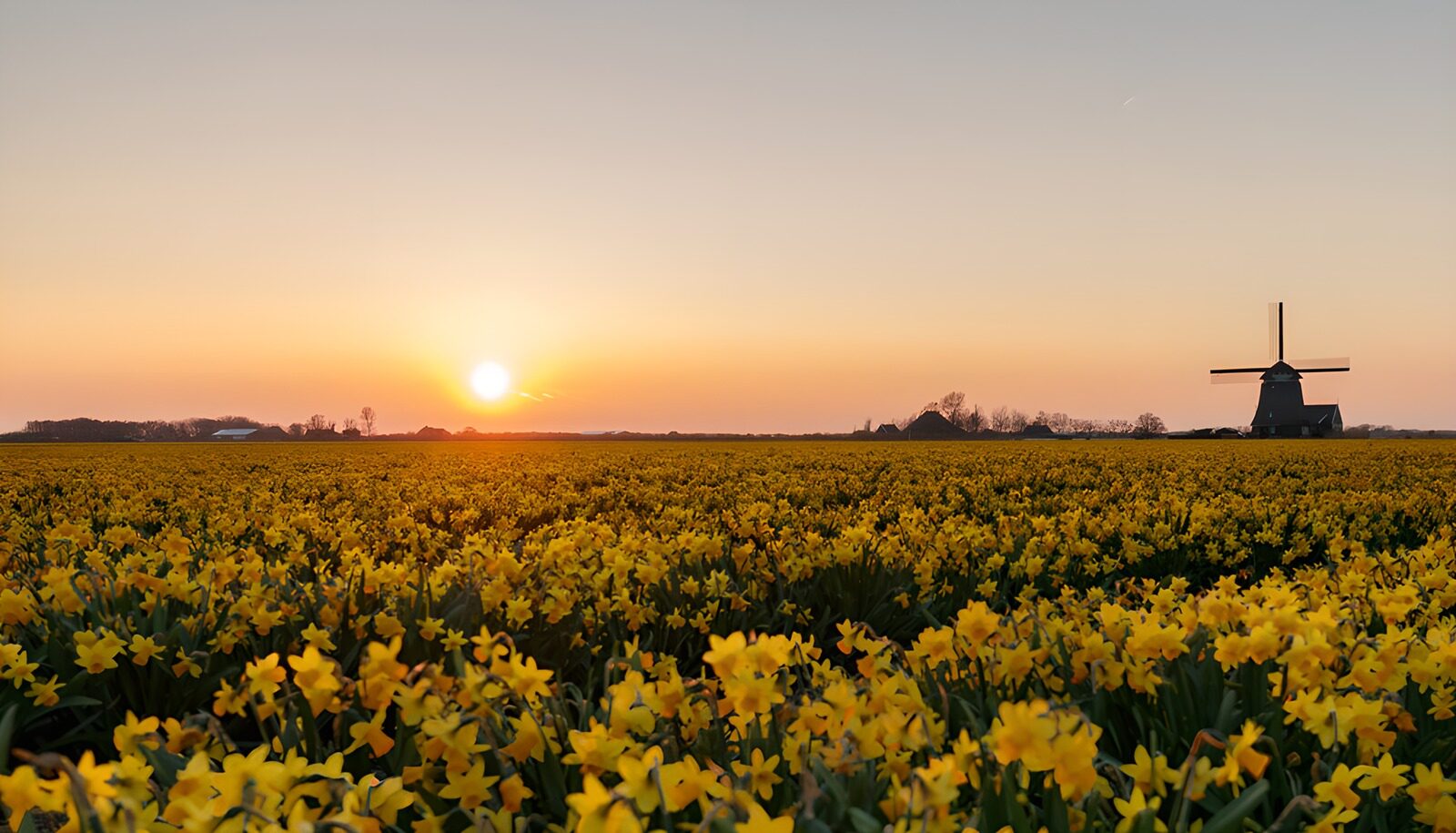 TP73487: Bloeiende Narcissen bij Zonsopgang