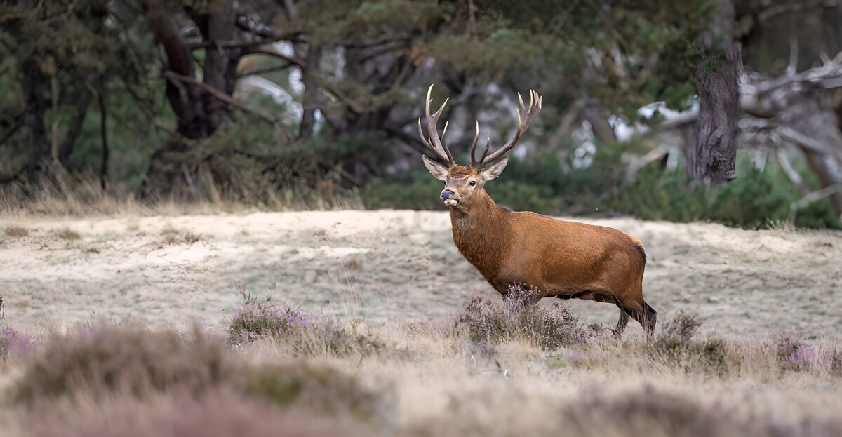Majestueuze hert in zijn natuurlijke omgeving