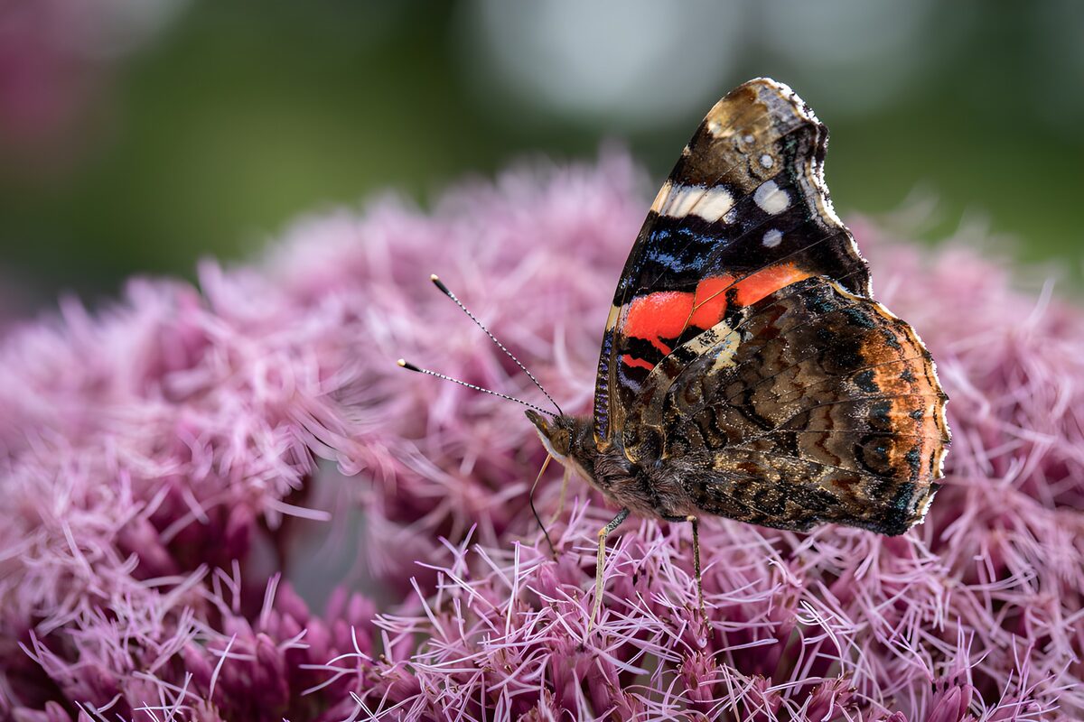 Vlinder op een paarse bloem