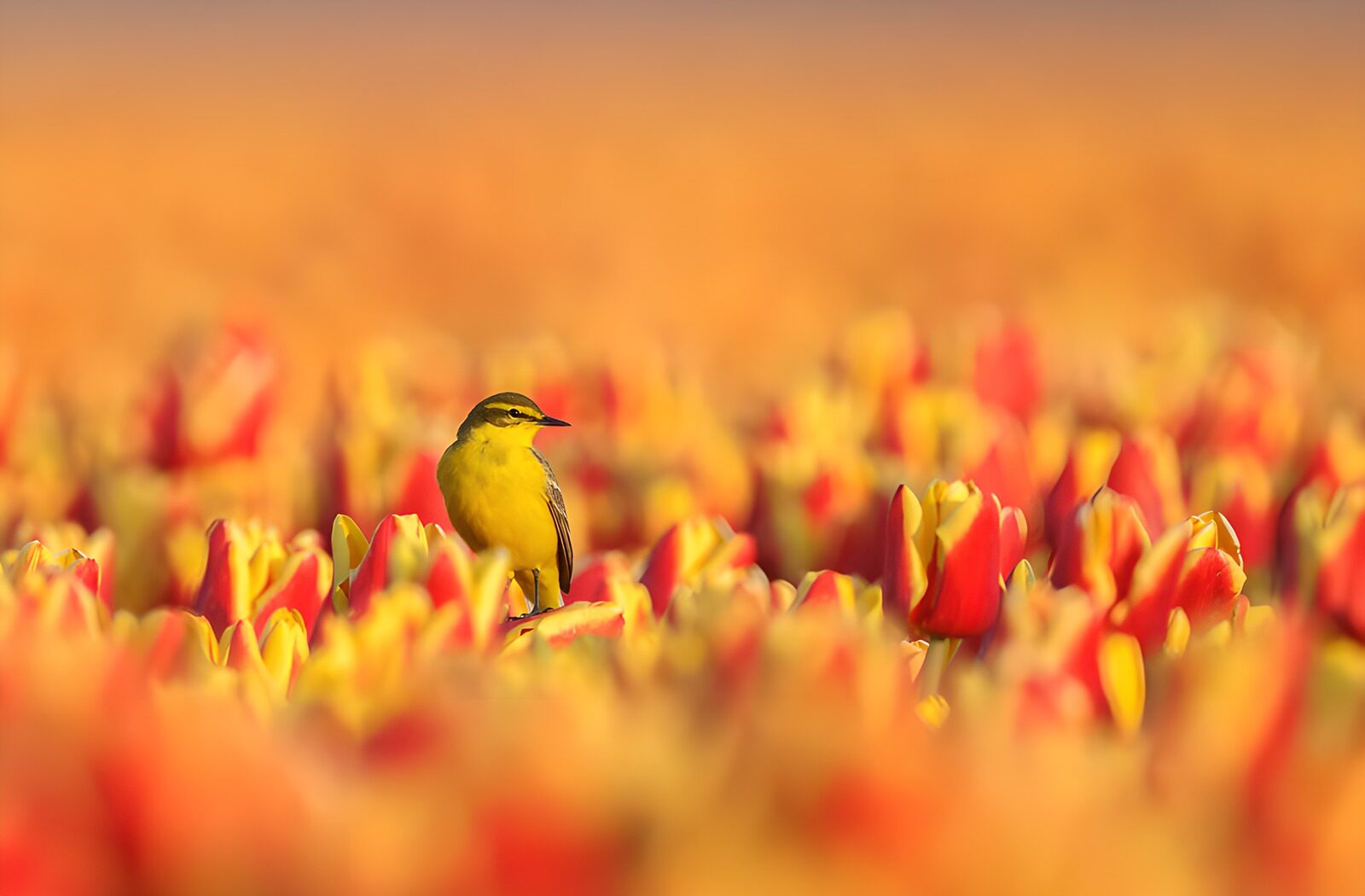 TP96006: Vogel tussen kleurrijke tulpen