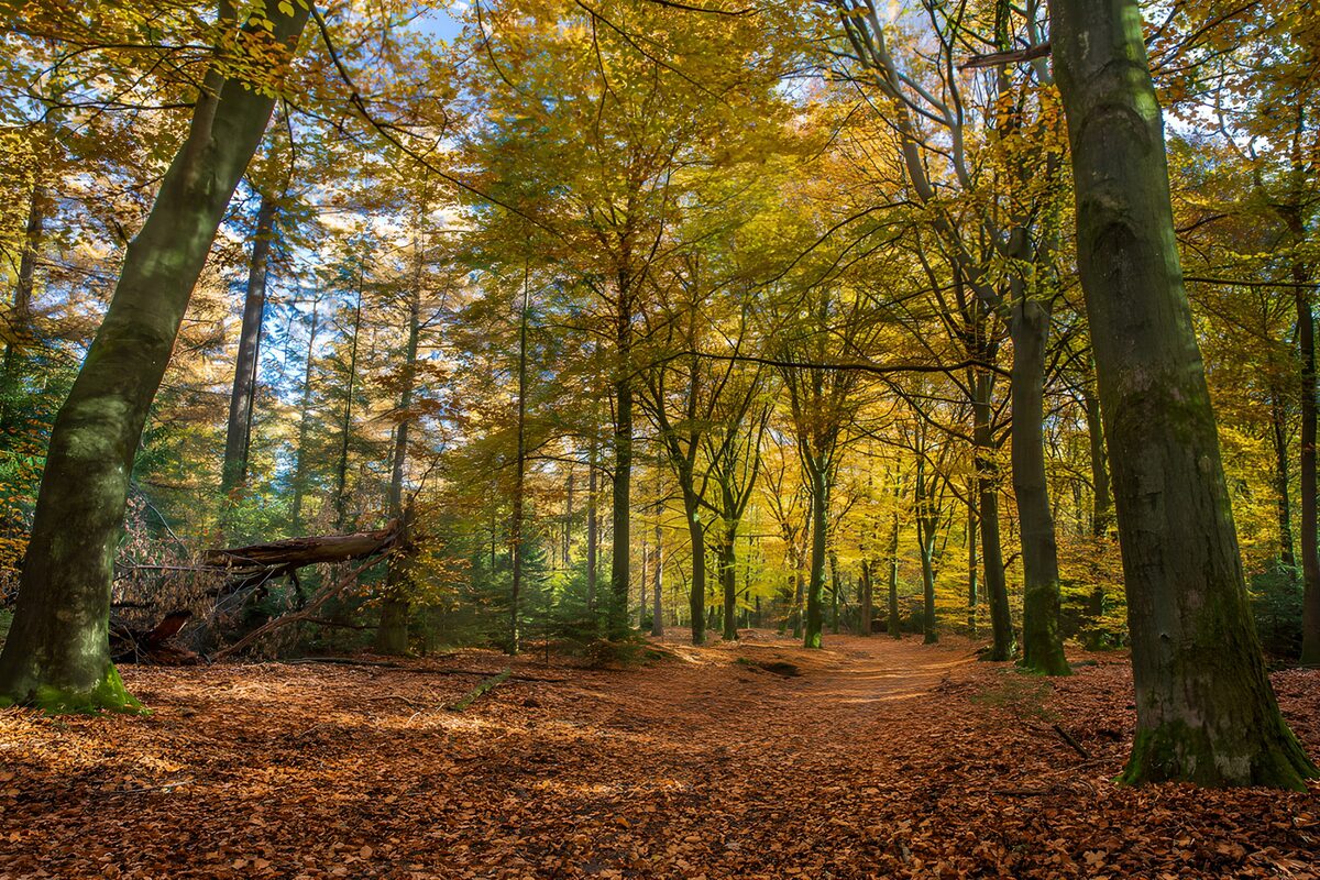 Prachtige herfst in het bos