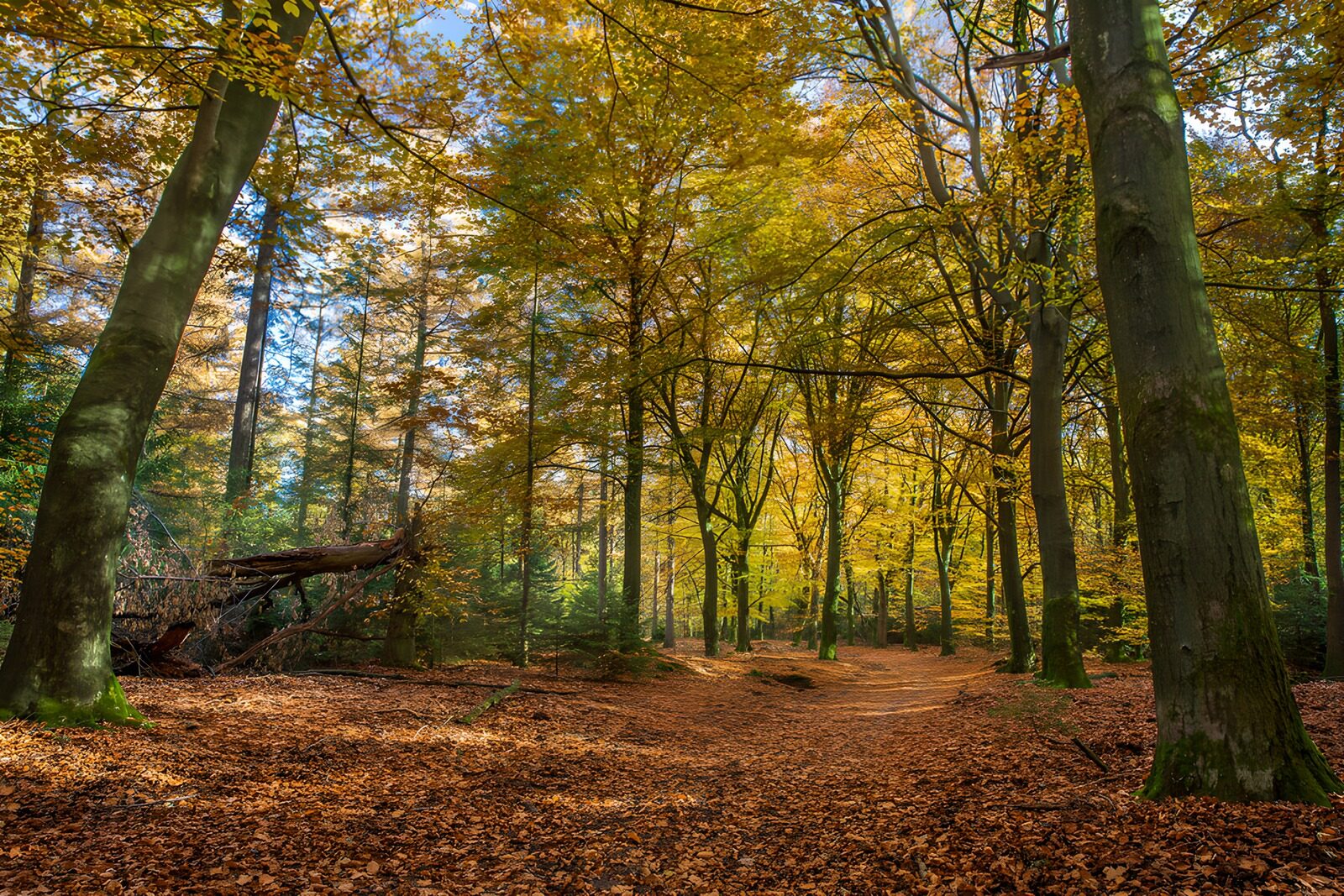 TP53311: Prachtige herfst in het bos