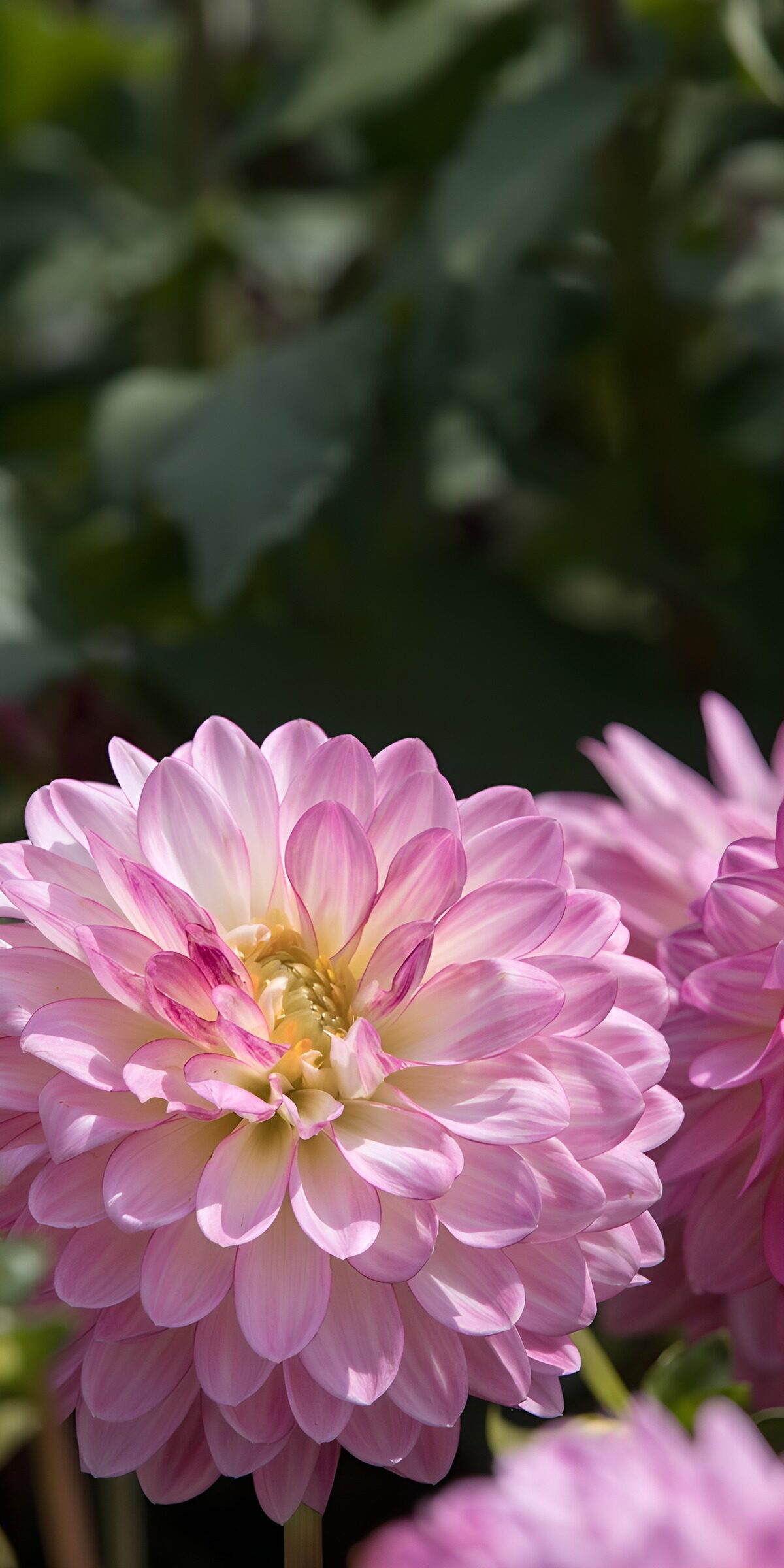 Prachtige roze dahlia in bloei