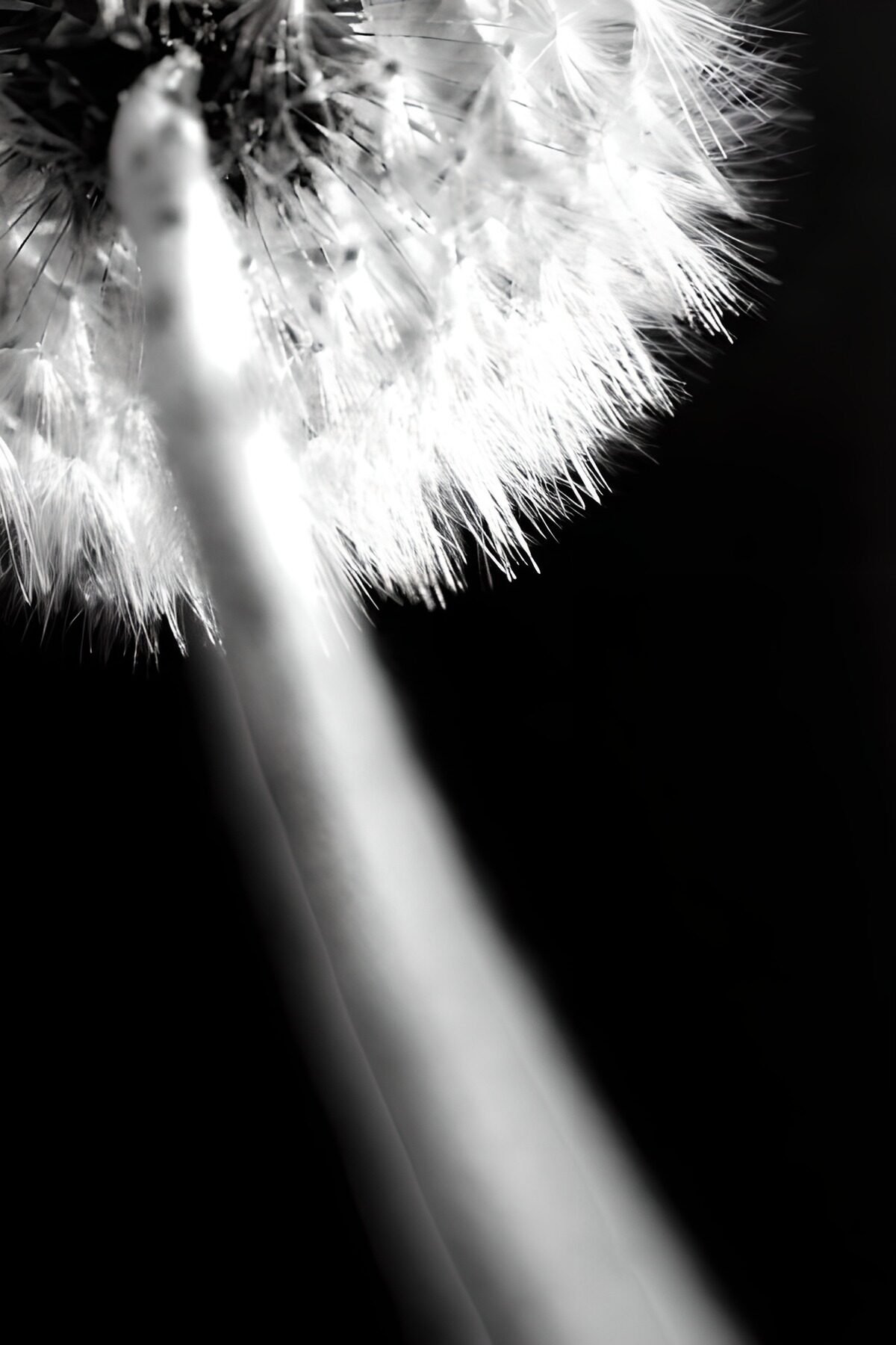 Black/white form below pappus