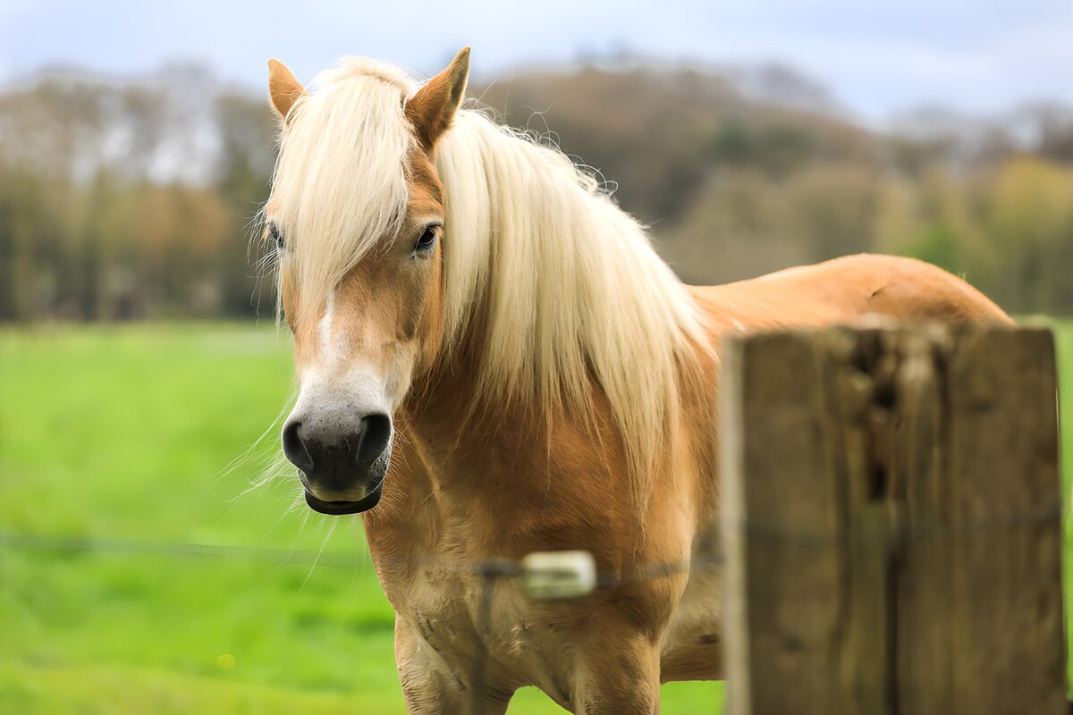 Hoogblond paard in het groen