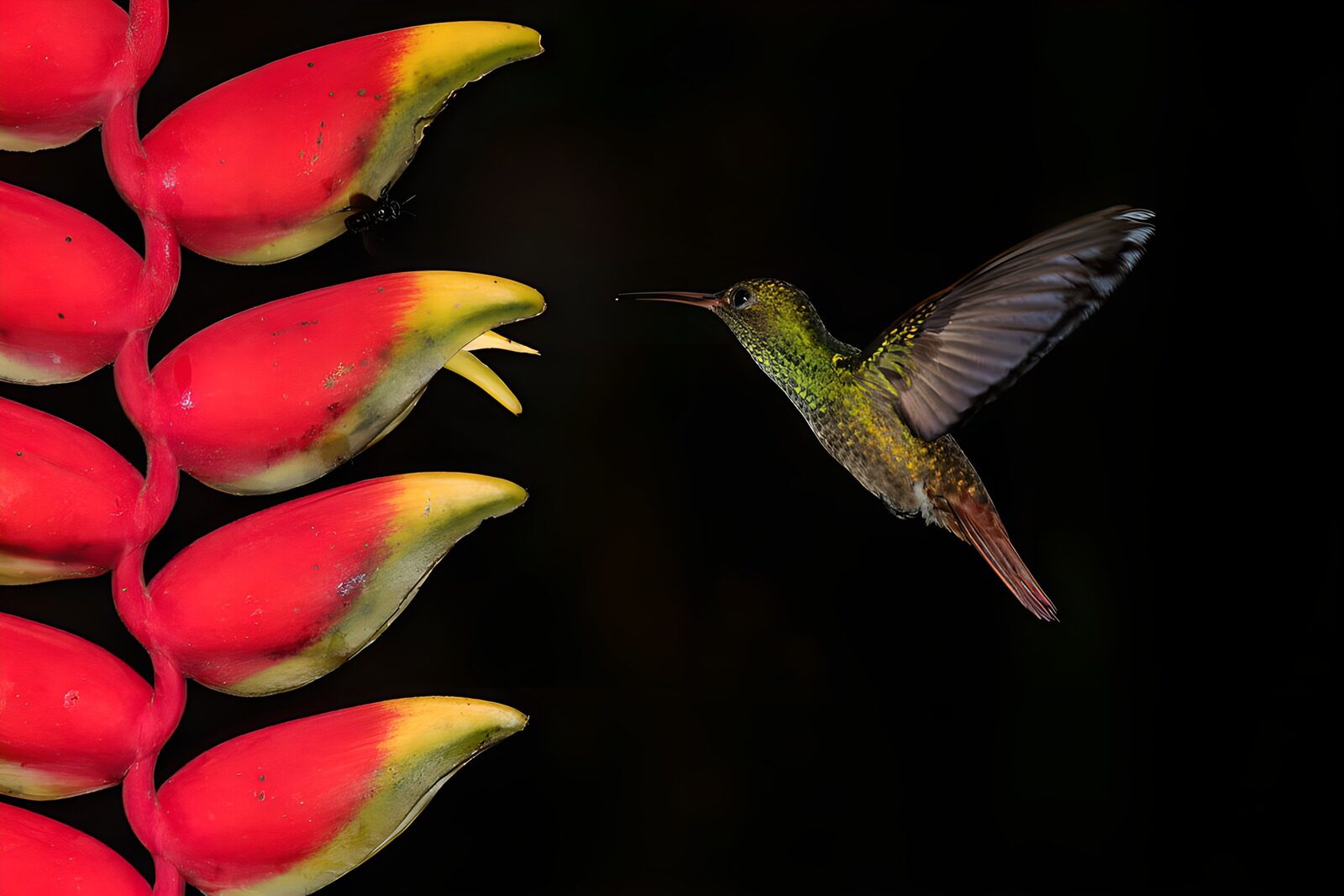 TP66734: Kolibrie bij kleurrijke bloemen