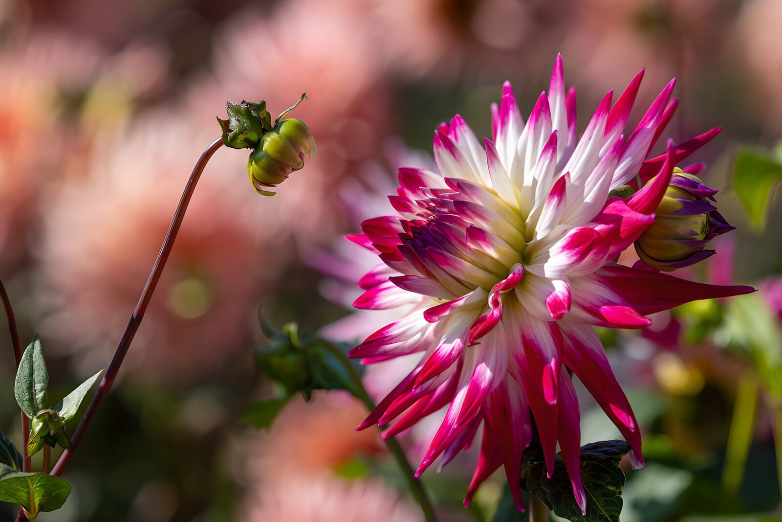 TP95787: Prachtige dahlia in volle bloei