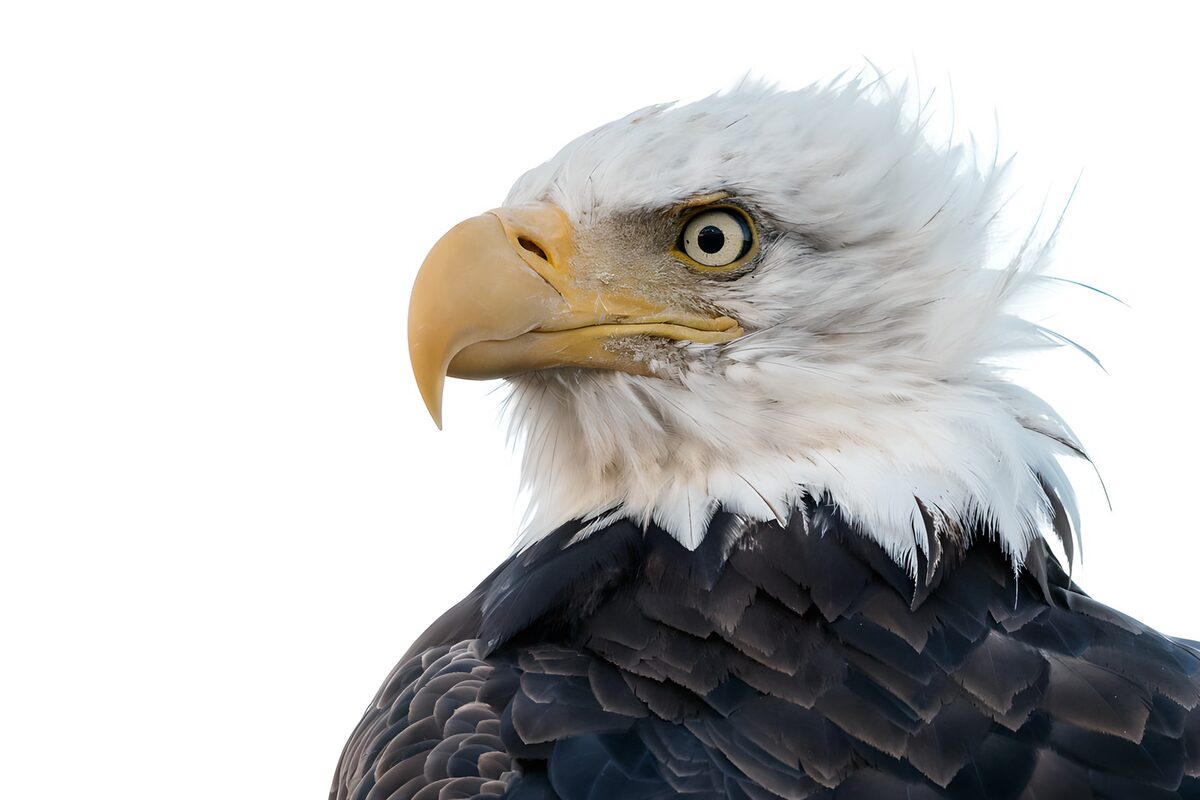 TP99979: Trots profiel van een Amerikaanse zeearend